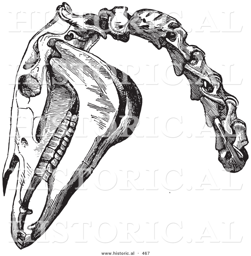 Historical Vector Illustration Of A Engraved Horse Head And Neck Bones