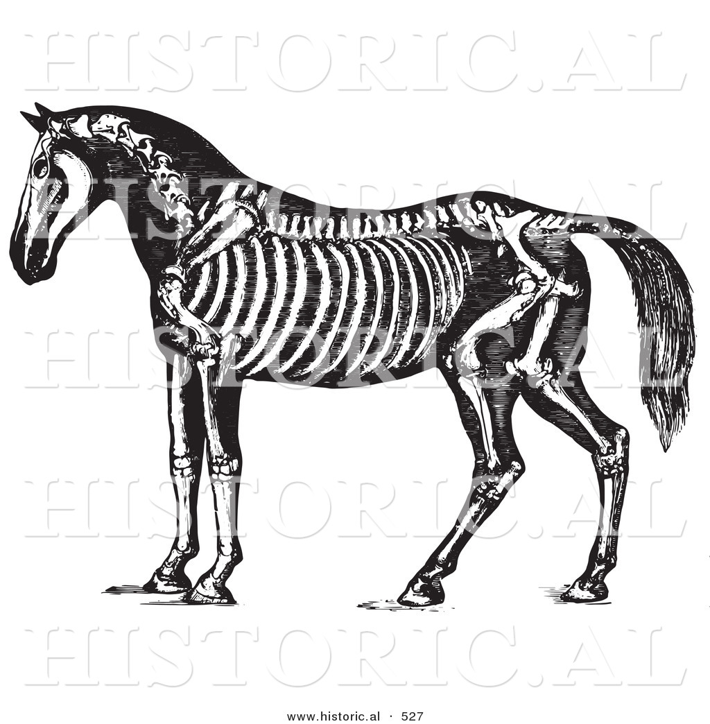 clipart horse skeleton - photo #19