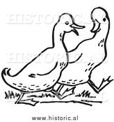 Historical Clipart of Two Walking Ducks - Outline by Al
