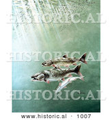 Historical Illustration of 2 Lake Trout Swimming Underwater by Al