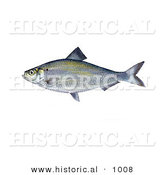 Historical Illustration of a Alewife Shad Fish (Alospseudoharengus) by Al