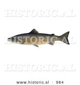 Historical Illustration of a Atlantic Salmon (Salmo Salar) by Al
