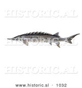 Historical Illustration of a Atlantic Sturgeon Fish (Acipenser Oxyrhynchus) by Al