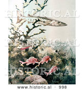 Historical Illustration of a Barracuda and Reef Fish Swimming Underwater by Al