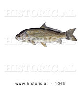 Historical Illustration of a Black Buffalo Fish (Ictiobus Niger) by Al