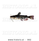 Historical Illustration of a Black Bullhead Catfish (Amereiurus Melas) by Al