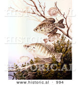 Historical Illustration of a Black Crappie and a White Crappie Underwater by Al