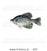 Historical Illustration of a Black Crappie (Pomoxis Nigromaculatus) by Al