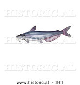 Historical Illustration of a Blue Catfish (Ictalurus Furcatus) by Al