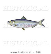 Historical Illustration of a Blueback Herring Fish (Alosa Aestivalis) by Al