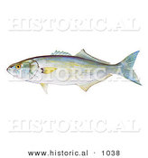Historical Illustration of a Bluefish (Pomatomous Saltator) by Al