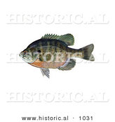 Historical Illustration of a Bluegill Fish (Lepomis Macrochirus) by Al