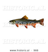 Historical Illustration of a Brook Trout (Salvelinus Fontinalis) by Al