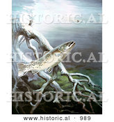 Historical Illustration of a Brown Trout Fish Swimming near Tree Roots by Al