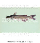 Historical Illustration of a Channel Catfish (Ictalurus Punctalus) by Al