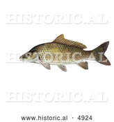Historical Illustration of a Common Carp or European Carp Fish (Cyprinus Carpio) by Al