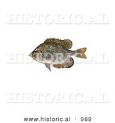 Historical Illustration of a Flier Fish (Centrarchus Macropterus) by Al