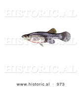 Historical Illustration of a Freshwater Mosquito Fish (Gambusia Affinis) by Al
