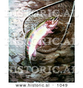 Historical Illustration of a Golden Trout in a Fishing Net by Al
