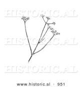 Historical Illustration of a Harperella (Ptilimnium Nodosum) Plant - Black and White Version by Al
