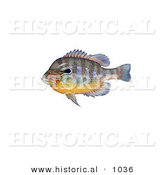 Historical Illustration of a Longear Sunfish (Lepomis Megalotis) by Al