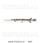 Historical Illustration of a Longnose Gar Fish (lepisosteus Osseus) by Al