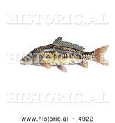 Historical Illustration of a Mirror Carp Fish (Cyprinus Carpio) by Al