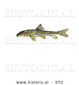 Historical Illustration of a Northern Hogsucker Fish (Hypentelium Nigricans) by Al