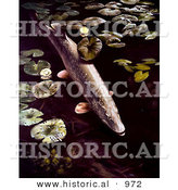 Historical Illustration of a Northern Pike Swimming Through Lily Pads by Al