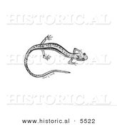 Historical Illustration of a Northern Two-lined Salamander (Eurycea Bislineata) - Black and White Version by Al