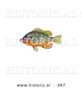 Historical Illustration of a Orangespotted Sunfish (Lepomis Humilis) by Al
