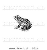 Historical Illustration of a Pickerel Frog (Rana Palustris) - Black and White Version by Al