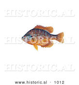 Historical Illustration of a Pumpkinseed Fish (Lepomis Gibbosus) by Al