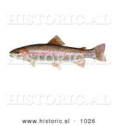 Historical Illustration of a Rainbow Trout Fish (Oncorhynchus Mykiss) by Al