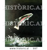 Historical Illustration of a Rainbow Trout Leaping Above Water After Biting a Fisherman's Bait by Al