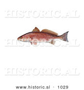 Historical Illustration of a Red Drum Fish (Sciaenops Ocellata) by Al
