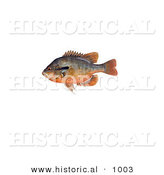 Historical Illustration of a Redbreast Sunfish (Lepomis Auritus) by Al
