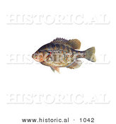 Historical Illustration of a Redear Sunfish (Lepomis Microlophus) by Al