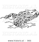 Historical Illustration of a Red-Legged Frog - Black and White Version by Al