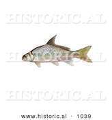 Historical Illustration of a River Carpsucker Fish (Carpoides Carpio) by Al