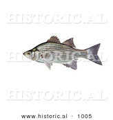 Historical Illustration of a Sand Bass Fish (Morone Chrysops) by Al