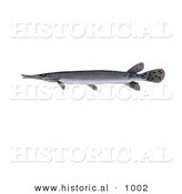 Historical Illustration of a Shortnose Gar Fish (Lepisosteus Platostomus) by Al