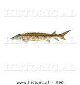 Historical Illustration of a Shortnose Sturgeon Fish (Acipenser Brevirostrum) by Al
