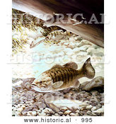 Historical Illustration of a Smallmouth Bass Fish Underwater by Al