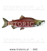 Historical Illustration of a Sockeye Salmon (Oncorhynchus Nerka) by Al