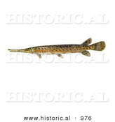 Historical Illustration of a Spotted Gar (Lepisosteus Oculatus) by Al