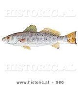 Historical Illustration of a Spotted Seatrout (Cynoscion Nebulosus) by Al