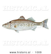 Historical Illustration of a Striped Bass Fish (Morone Saxatilis) by Al