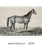 Historical Illustration of a Strong Horse Standing and Facing to the Right by Al