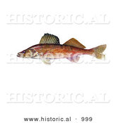 Historical Illustration of a Walleye Fish (Stizostedion Canadense) by Al